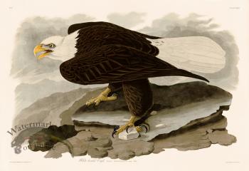 031 White headed Eagle